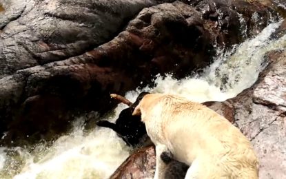 Perro salva a su compañero de morir ahogado