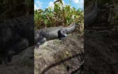 Turistas se salvan de ser atacados por un cocodrilo