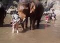 Accidente de elefante en Tailandia se vuelve viral
