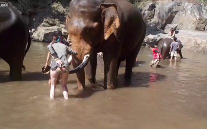 Accidente de elefante en Tailandia se vuelve viral