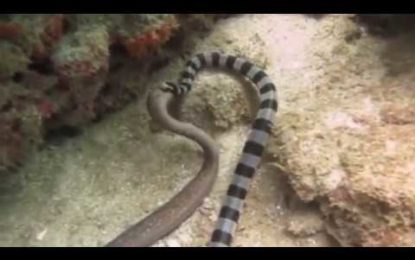 ¡Buen apetito!: serpiente marina se traga una morena de su tamaño