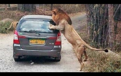 Cuando te vas de safari y tu vehículo se cruza con una pareja de leones