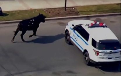 La policía persigue a una vaca por el barrio de Queens, Nueva York