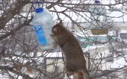 Las increíbles acrobacias de un gato para robar comida