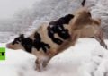 Las vacas se alegran al ver la nieve por primera vez