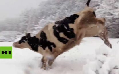 Las vacas se alegran al ver la nieve por primera vez