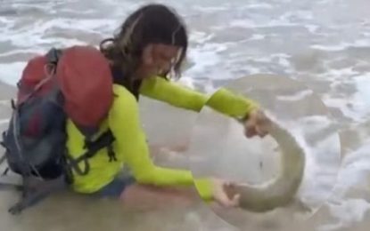 Una turista sacó un tiburón del mar para una foto y esto fue lo que pasó