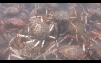 Como en una escena de ‘Alien’: cangrejos gigantes descuartizan en grupo a un pulpo