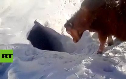 Cuatro vacas y un pastor desaparecen bajo la nieve como si fueran marmotas