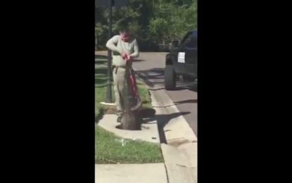 Curiosa y escalofriante ‘batalla’ entre un hombre y un cocodrilo