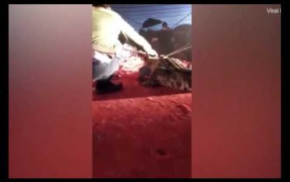 FUERTES IMÁGENES: Un domador de circo sufre el brutal ataque de un cocodrilo