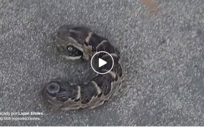 Encuentra una extraña ‘serpiente de dos cabezas’ en el jardín de su casa