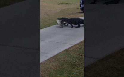 Un caimán atraviesa un campo de golf con un gran pescado en la boca y asusta a los jugadores