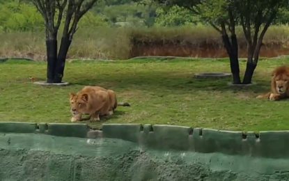 Una leona ataca de un salto a los visitantes de un parque, pero pasa esto