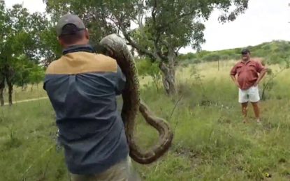 Una pitón regurgita un antílope que se había tragado entero