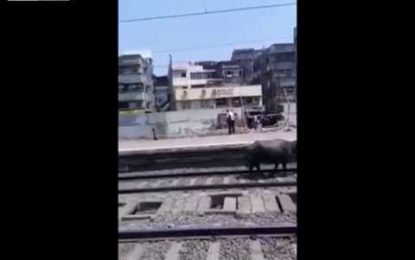“Vacas suicidas”: aterrador momento en que un rebaño es arrollado por un tren a alta velocidad