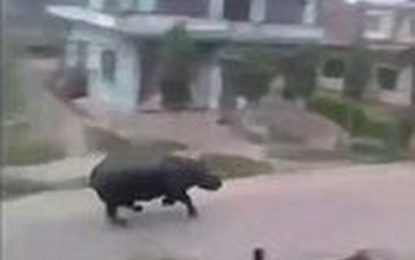 El mundo al revés: graban a un rinoceronte cazando humanos en una aldea