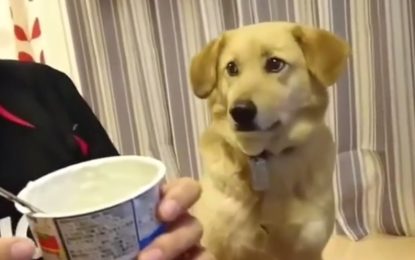 Este perro desea el yogurt de su amo pero no se anima a pedírselo
