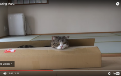 ¡Una ternura!: El gato Maru se convierte en el animal más visto en la historia de YouTube