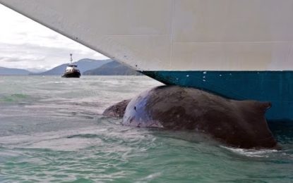 Un marinero salta de la cubierta de un petrolero para salvar a una ballena enredada