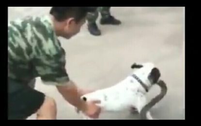 Un perro no deja que varios soldados se lleven ‘su serpiente’