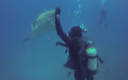 Un tiburón ‘pide auxilio’ a un buzo por un azuelo incrustado