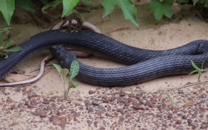 Encuentran a una serpiente y se dan cuenta de que tenía a alguien dentro (aún vivo)