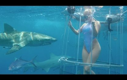 FUERTES IMÁGENES: Un tiburón muerde a una actriz porno en Florida