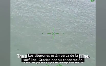 No se percataron que los acechaban 15 tiburones