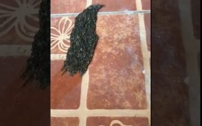 “¿Qué diablos es esto?”: Un raro ‘monstruo’ genera sensación en la Red