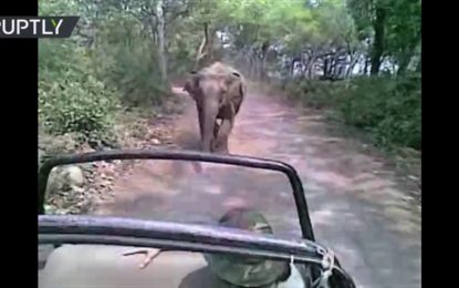 ‘Safari del terror’: Un elefante los hace ‘sudar la gota gorda’ por meterse donde no debían