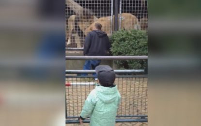 Un hombre ebrio se empeña en mantener un ‘cara a cara’ con los leones