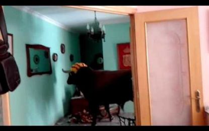 Un toro se cuela en una casa y desata el pánico dentro