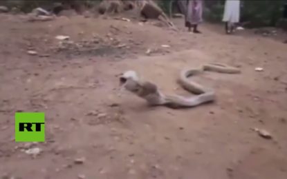 Una cobra regurgita una botella de plástico