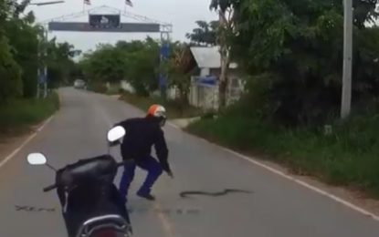 Vas en moto y una serpiente se cruza en tu camino: ¿harías esto?