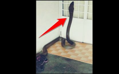 Dramático momento en que una cobra se mete a su casa… y no quiere salir