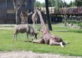 Un antílope ataca sin piedad a una jirafa