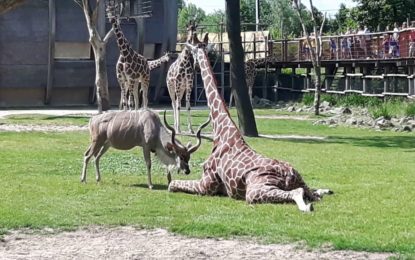 Un antílope ataca sin piedad a una jirafa