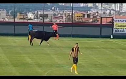 Un toro se cuela en medio de un partido de fútbol