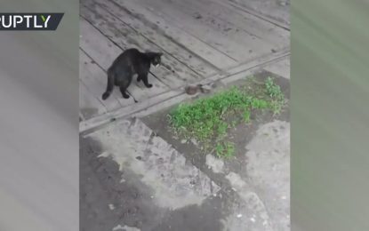 7 vidas: Gato se enfrenta a una serpiente