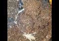 Ataque mortal de una araña escondida bajo tierra