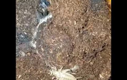 Ataque mortal de una araña escondida bajo tierra