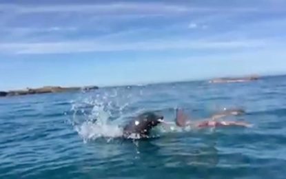 Duelo a muerte entre una foca y un pulpo