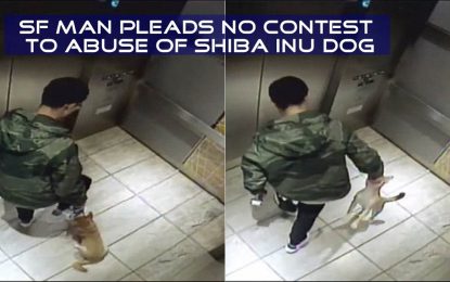 FUERTES IMÁGENES: Un joven maltrata cruelmente a su perrito en el ascensor