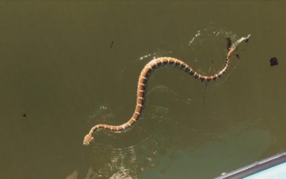 Navegan por un lago cuando una serpiente venenosa intenta subirse a bordo