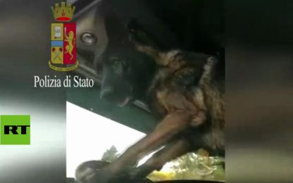 Un perro policía toca la bocina tras descubrir un paquete de heroína en un vehiculo
