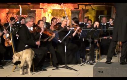 Un perro se convierte en la estrella de un concierto de música clásica