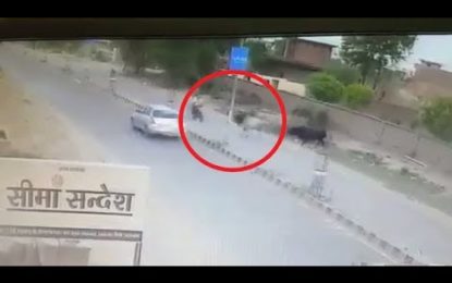 Un toro embiste a un motorista en la India