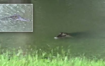 Cocodrilos arrastrados por huracán Harvey aparecieron nadando en un jardín [VIDEO]