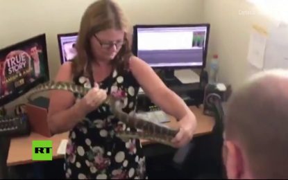 El inesperado momento en que una serpiente se cuela en la redacción de un canal de televisión